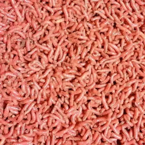 Fresh Maggots